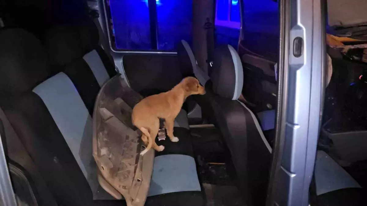 Ereğli’de Kaza: Sürücü Kaçtı, Araçta Köpek Bulundu