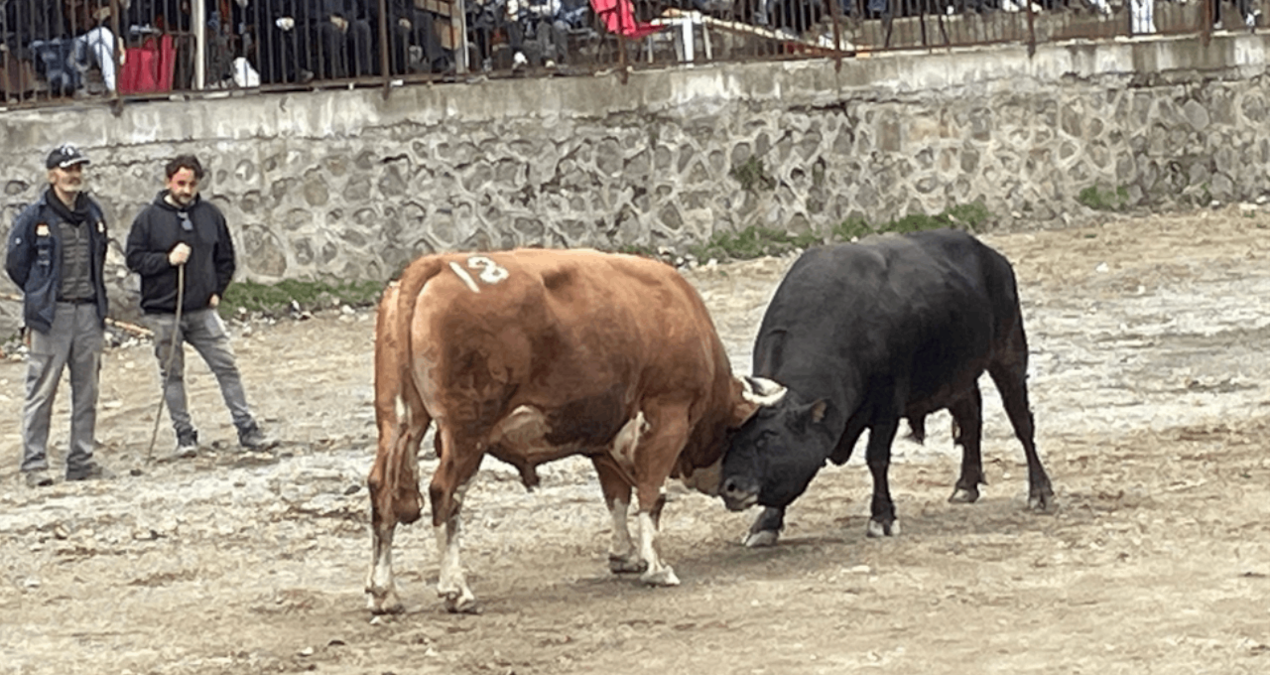Artvin’de boğa güreşi heyecanı