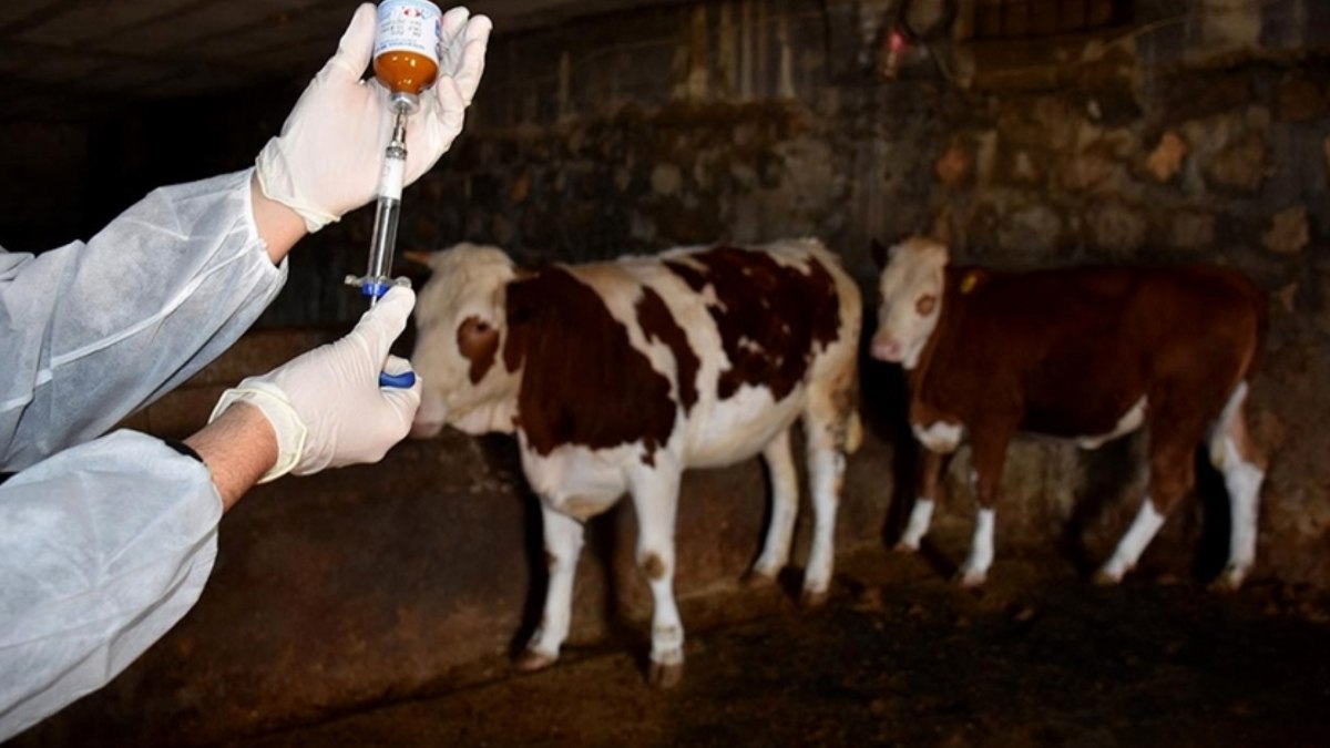 Slovakya ve Macaristan’daki şap salgını nedeniyle komşu ülkelerde tedbirler artırıldı